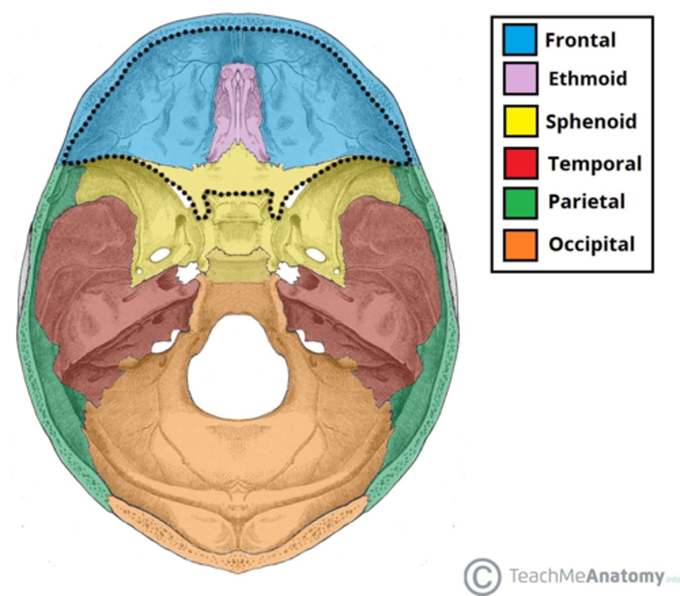 <p>temporal</p><p>parietal</p><p>frontal</p><p>occipital</p>