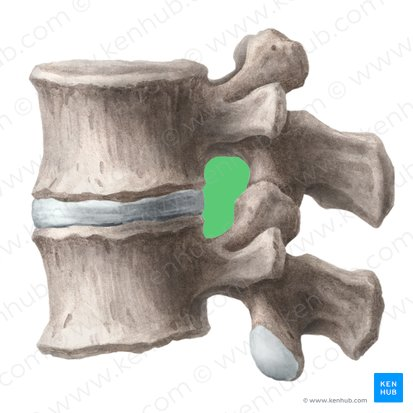 <p>Nerves exit in between each vertebrae! </p>