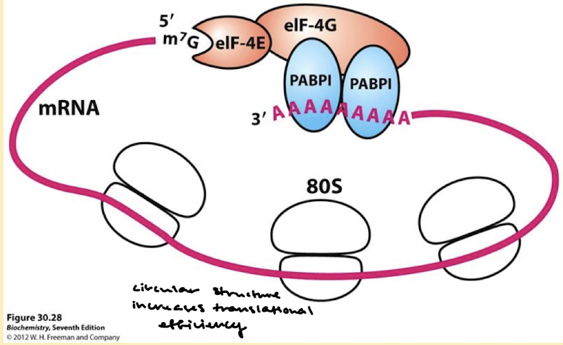 <ol><li><p>The ribosomes are larger (40S+60S=80S)</p></li><li><p>Protein synthesis begins with methionine. A special initiator tRNA called Met-tRNA<sub>i</sub> is required.</p></li><li><p>The initiator codon is always the first AUG from the 5’ end of the mRNA. More protein initiation factors (eIFs) are required.</p></li><li><p>The structure of mRNA is more complex. There is a step that circularizes the mRNA.</p></li><li><p>Protein synthesis occurs in the cytosol while RNA synthesis occurs in the nucleus.</p></li></ol><p></p>