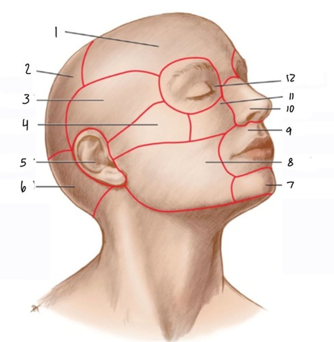 <p>7</p>
