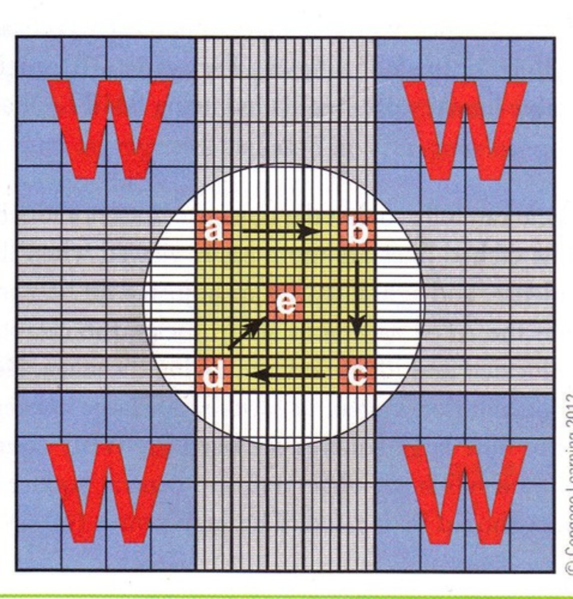 <p>Each counting area is divided into 9 squares, the corners are divided into 16 squares usually used to count WBCs, and the central square is divided into 625 squares, with the 4 red and 1 center squares being used for RBC count. Platelet count is done in the circle.</p>