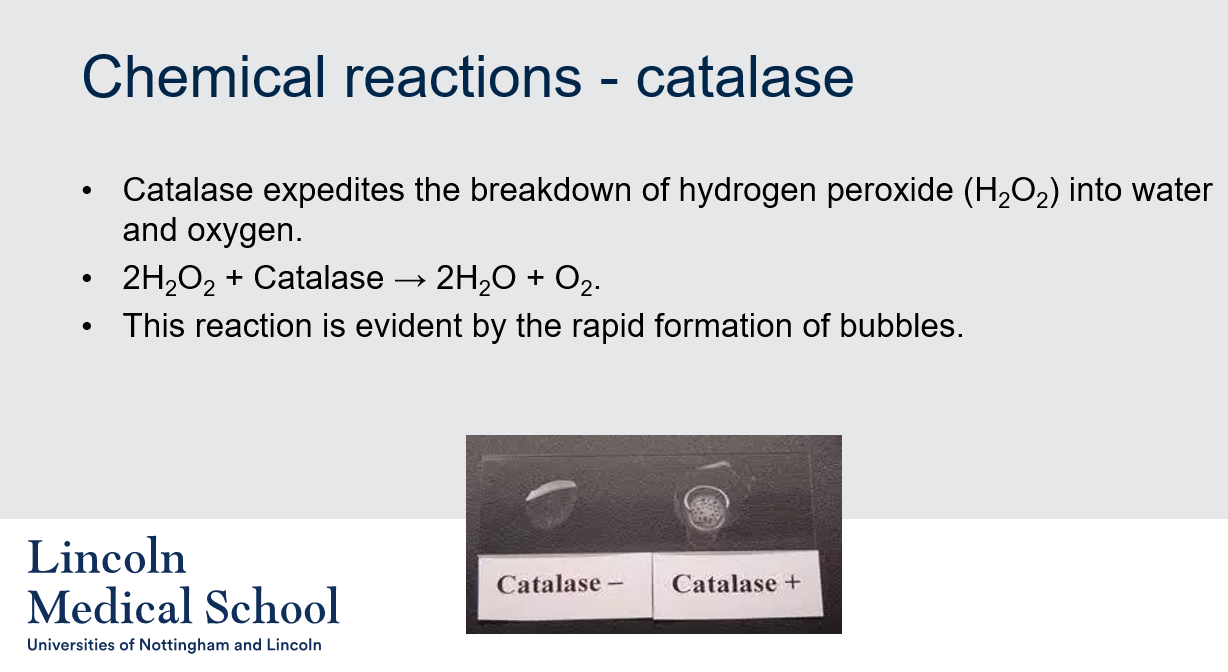 <ol><li><p>Catalase is an enzyme that catalyzes the breakdown of hydrogen peroxide (H2O2) into water and oxygen.</p></li><li><p>The chemical reaction catalyzed by catalase is the breakdown of hydrogen peroxide into water and oxygen: 2H2O2 + Catalase → 2H2O + O2.</p></li><li><p>The presence of catalase can be detected by observing the rapid formation of bubbles when hydrogen peroxide is added to a sample containing the enzyme.</p></li><li><p>The formation of bubbles when hydrogen peroxide is added to a sample containing catalase is caused by the breakdown of hydrogen peroxide into water and oxygen, which produces gas bubbles of oxygen.</p></li></ol>