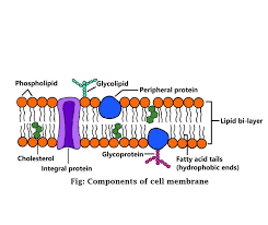 <p>Function of the plasma membrane</p>