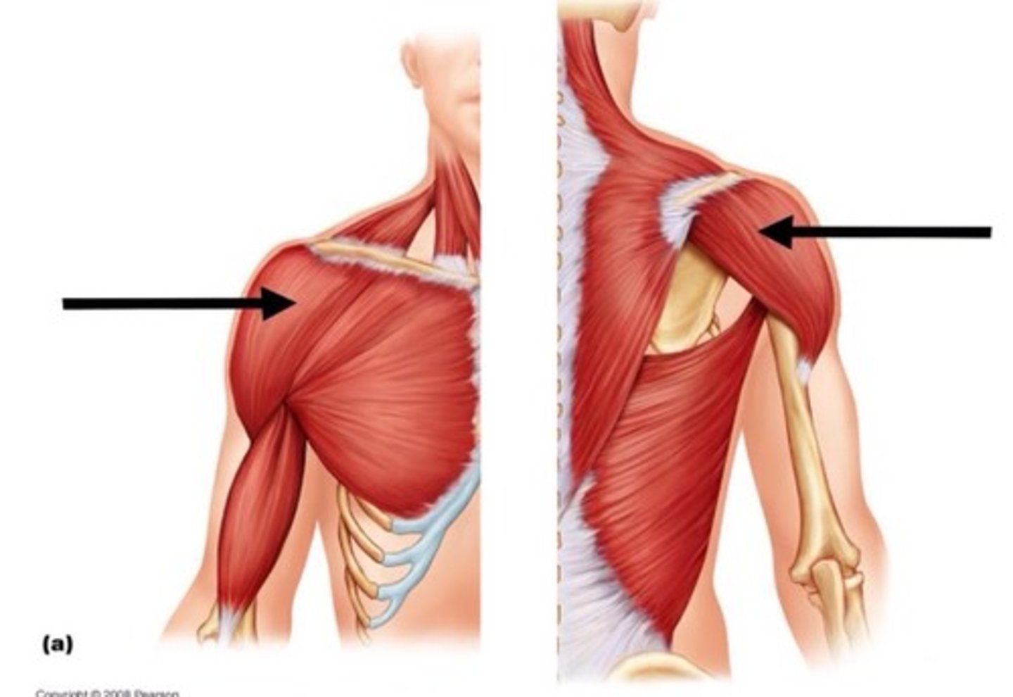 <p>shoulder flexion, abduction, internal rotation, external rotation, horizontal adduction and abduction</p>