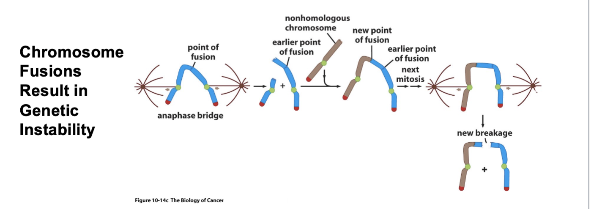 <ul><li><p>Fused chromosomes in anaphase </p></li><li><p>Those kinetochores are the mitotic spindle — tension is being put on that odd chromosome </p><ul><li><p>Because of the tension, there’s a short chromosome and a longer chromosome with an exposed end </p></li><li><p>Along comes a non-homologous chromosome —&gt; brown chromosome will fuse with the blue chromosome </p></li><li><p>Next mitosis - new breakage </p></li></ul></li><li><p>Eventually, the karyotype of the chromosomes will be a tangled mess of chromosomes </p></li><li><p>All of these bits of chromosomes are attached to each other </p><ul><li><p>This is where the mechanism of programmed cell death kicks in and the cell dies from apoptosis </p></li></ul></li></ul><p></p>