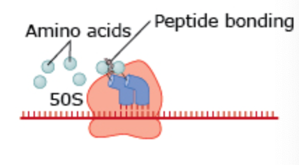 <p>What drug inhibits peptide bonding in this process?</p>