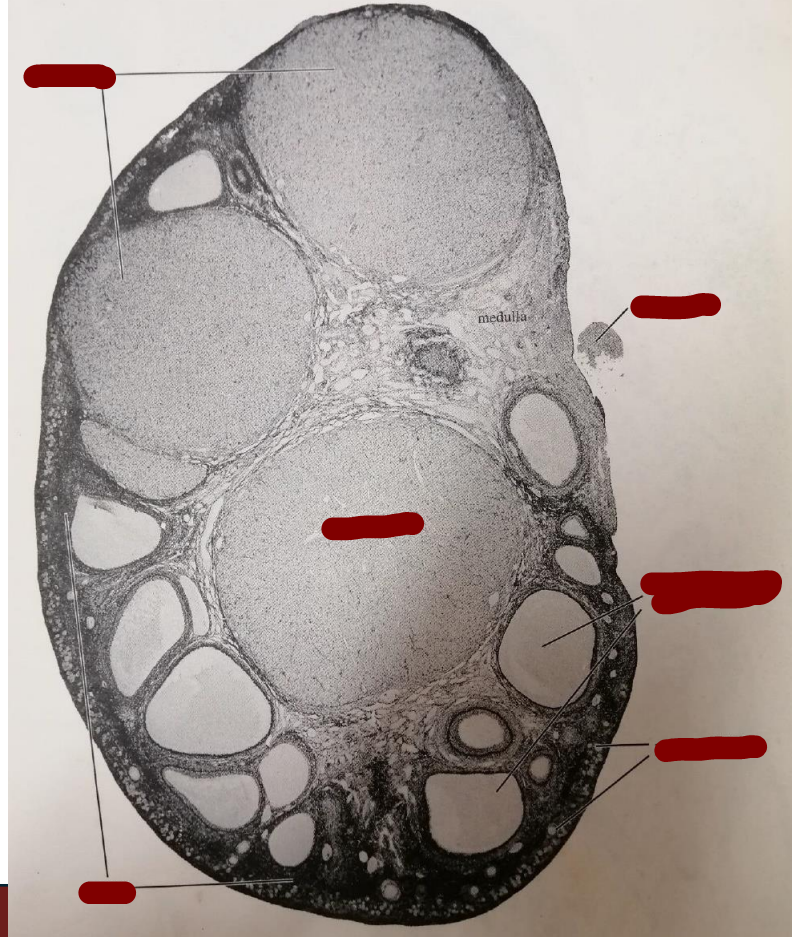 <p>ovary of a pregnant cat, section through corpora lutea</p>