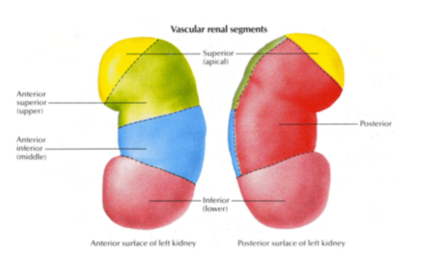 <p>- Posterior: posterior segment</p><p>- Anterior:</p><p>Superior or Apical segment</p><p>Upper segment</p><p>Middle segment</p><p>Inferior segment</p>