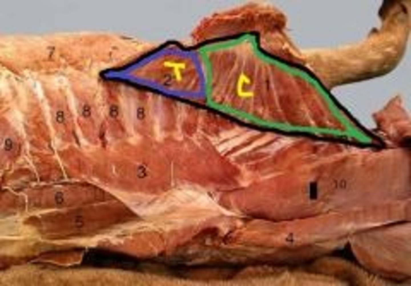 <p>What muscle is shown by C?</p><p>Origin?</p><p>Insertion?</p><p>Function?</p><p>Innervation?</p><p>What larger muscle is this part of?</p>