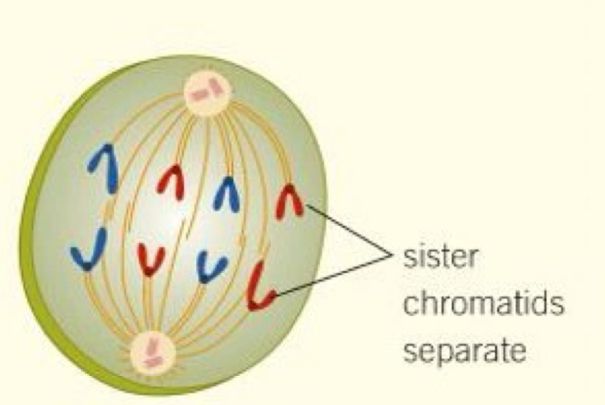 <ul><li><p>Sister chromatids separate at the centromere ( which divides in 2) </p></li><li><p>shortening spindle fibres and pull the separated sister chromatids (now called chromosomes) to opposite poles</p></li></ul><p></p>
