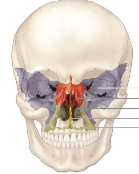 <p>Find the ethmoid bone</p>
