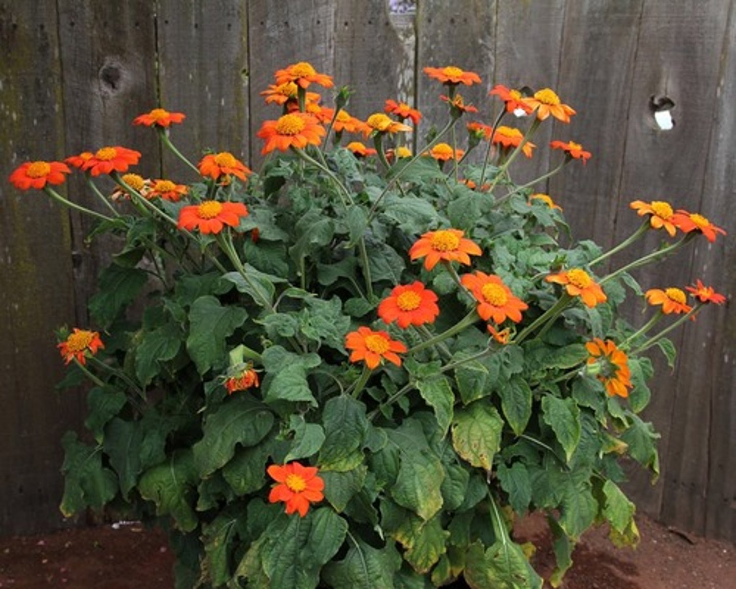 <p>Tithonia rotundifolia</p>