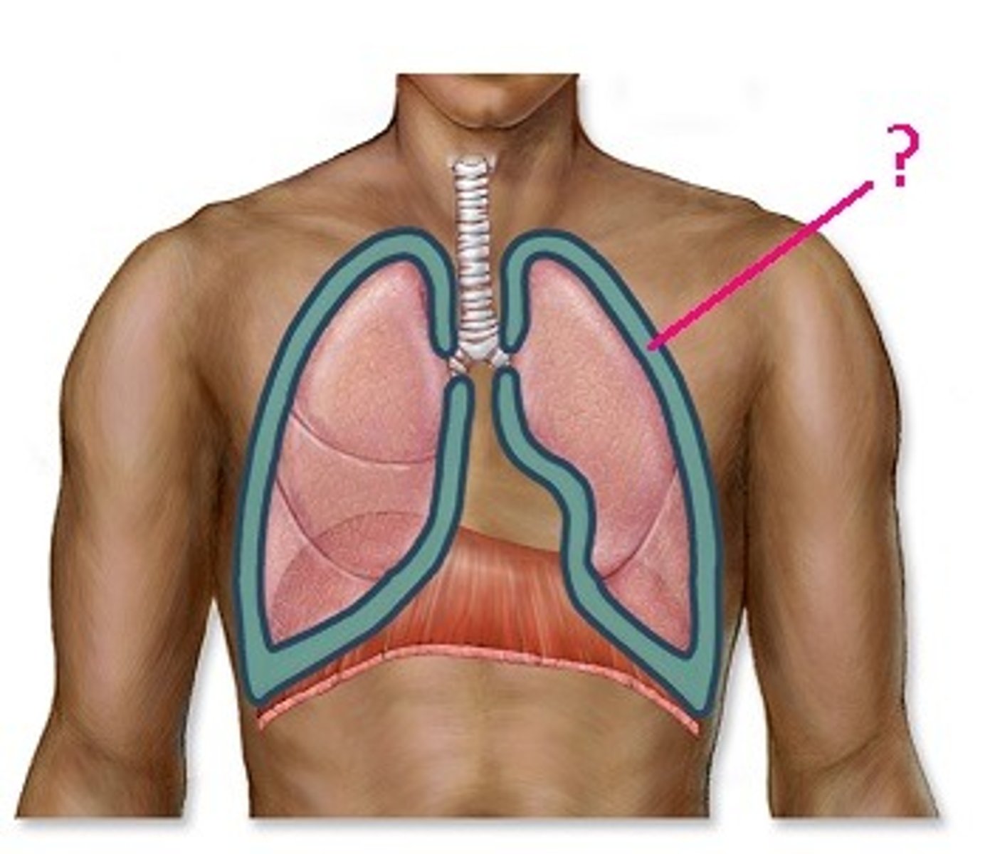 <p>DEFINITION</p><p>Thin, moist membranes that form a continuous envelope around the lungs, creating an airtight seal</p>