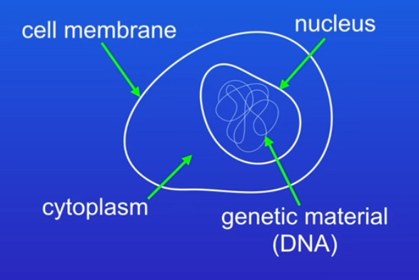 <p>Animal cell</p><p>Plant cell</p><ul><li><p>both have nucleus</p><p>These cells contain their genetic material (dna) enclosed in a nucleus</p></li></ul>