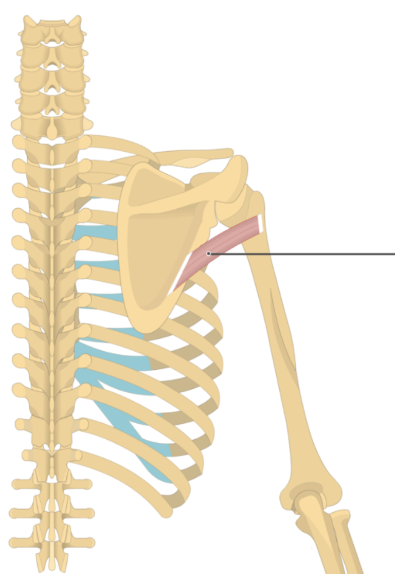 <p></p><p>origin: lateral border of scapula</p><p>insertion: greater tubercle of humerus</p>