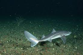 * 3-4 ft. in length
* 25-30 year life
* oviparous: 2-22 young
* large, sharp, venomous dorsal spines
* very shy
* more active in evening & early morning