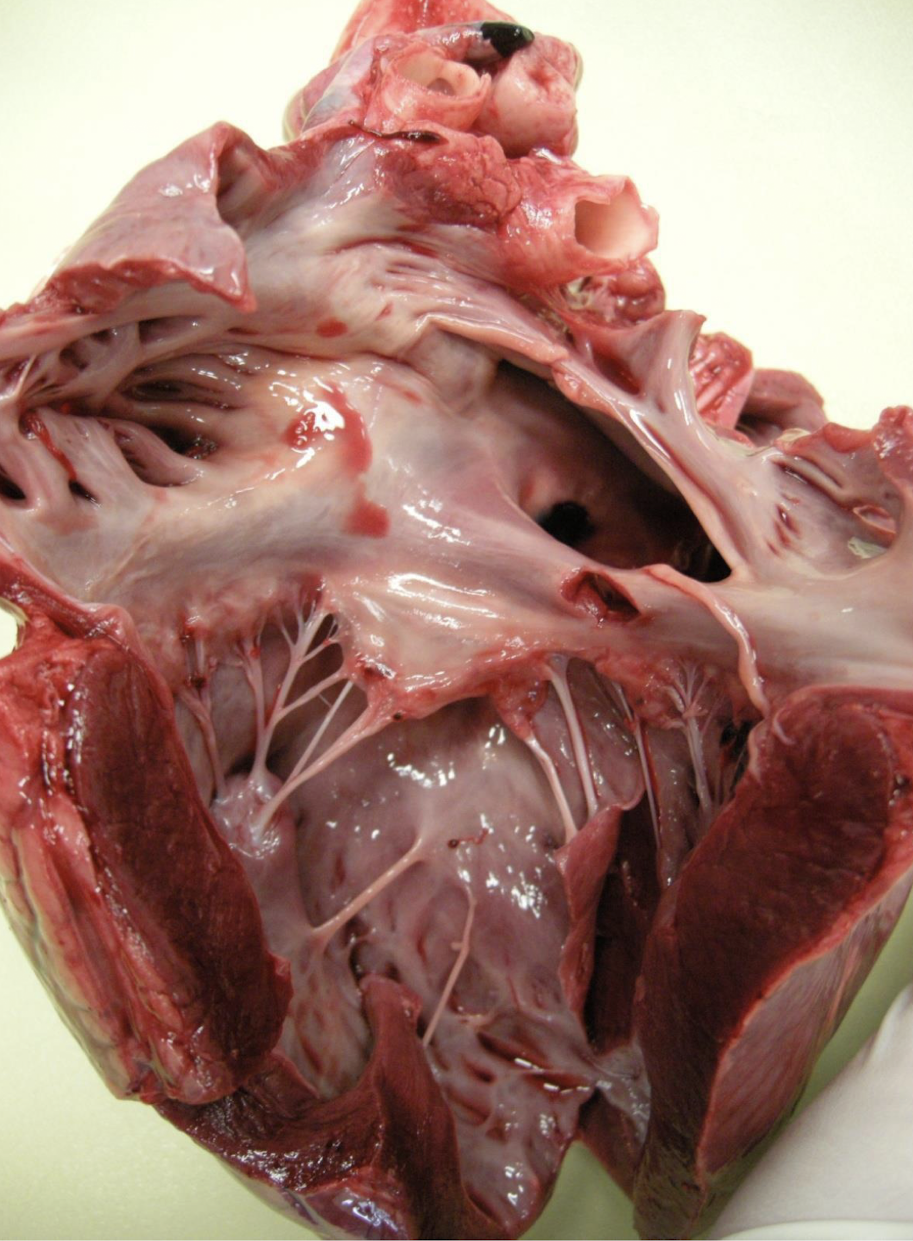 <p>What is this an example of?</p>