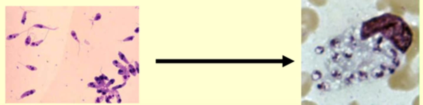 <p>leishmania lose their ______ when they are inside of the lymphocyte</p>