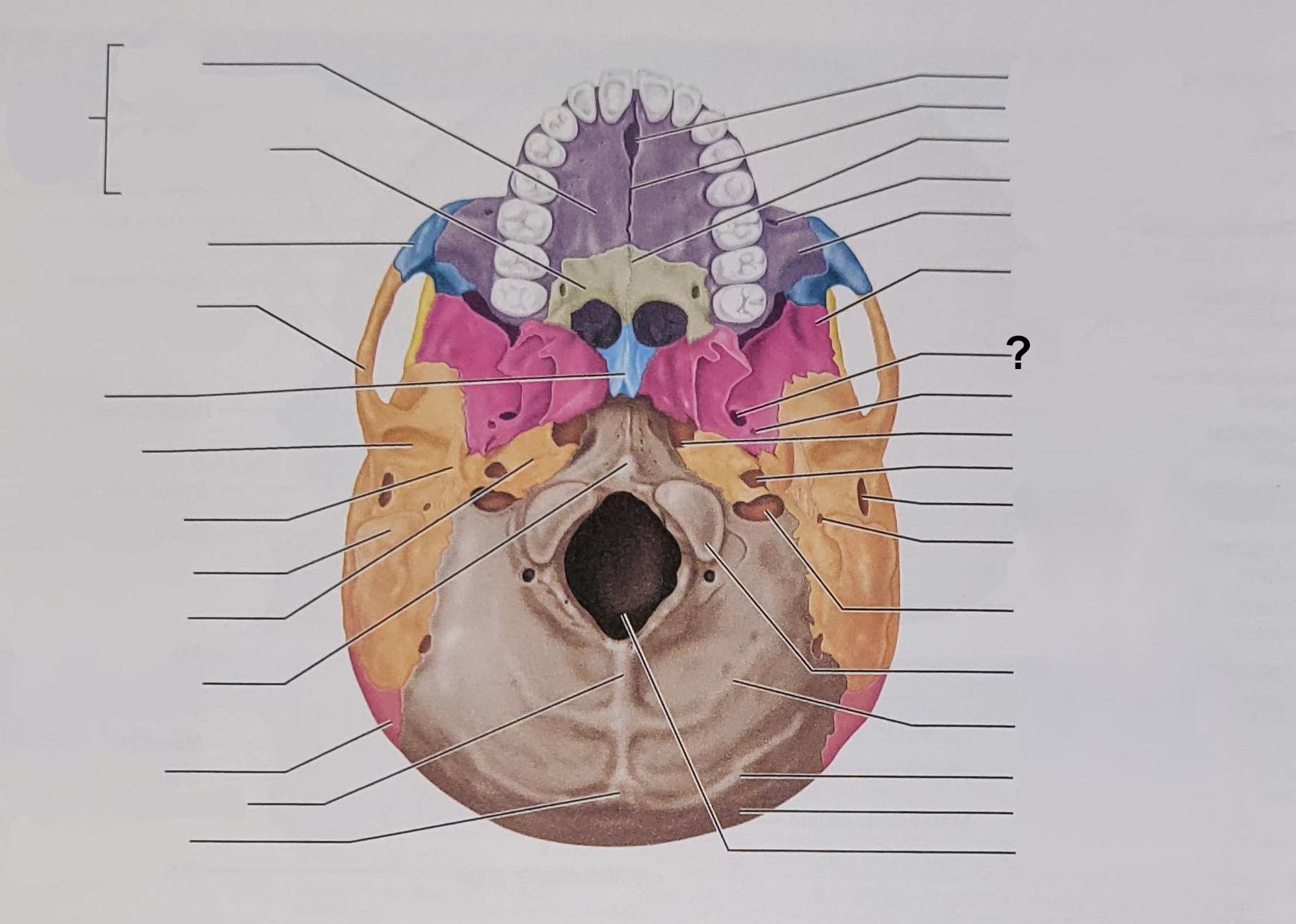 <p>Name the indicated structure</p>