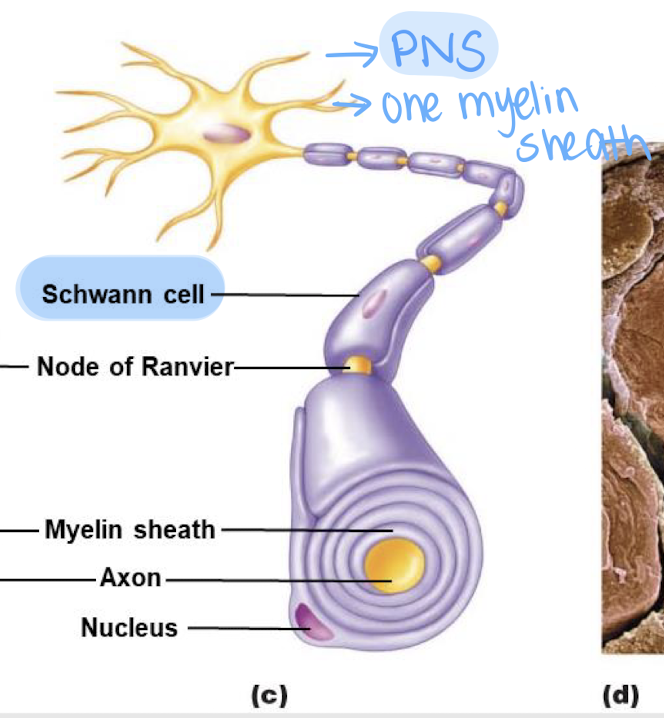 <p>Schwann cells </p>