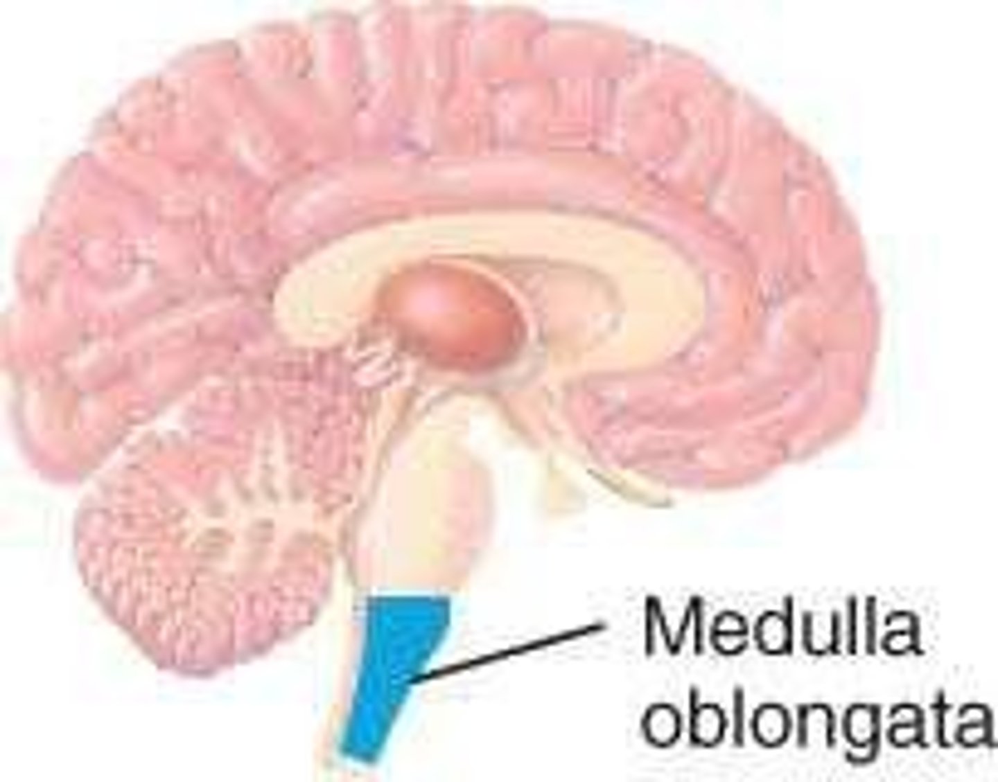 <p>Controls cardiovascular and respiratory functions and conveys information to and from the cerebellum.</p>