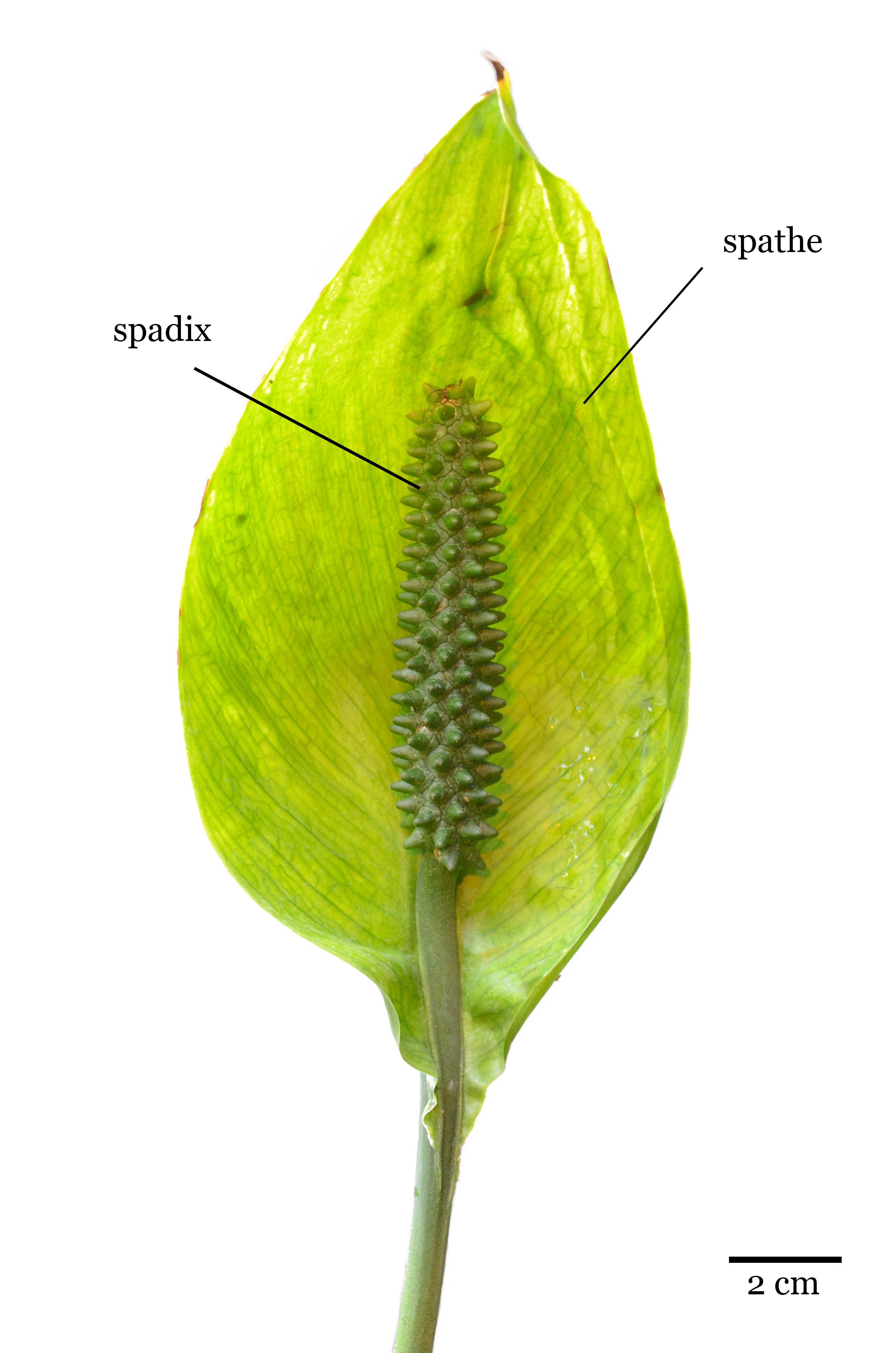 <p>Spathe. </p>