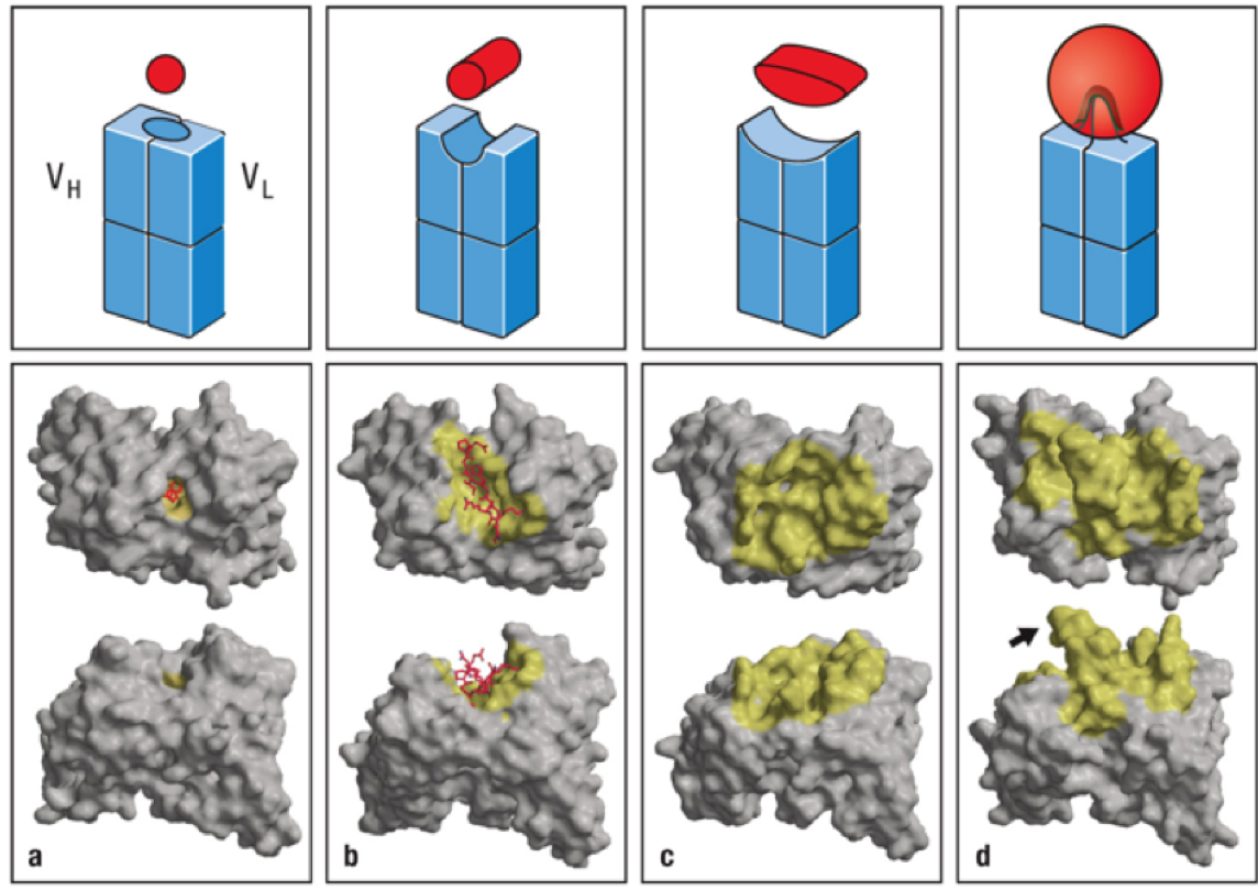 antibody-antigen binding shapes 