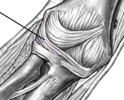 <p>Which ligament of the elbow is:</p><ul><li><p>On thumb side</p></li><li><p>Connect humerus between radius</p></li><li><p>Goes under annular ligament</p></li></ul><p></p>