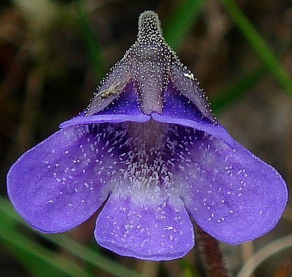 <p>Common butterwort</p>