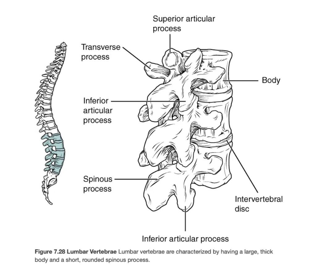 <p>Five massive vertebrae (L1–L5) bearing greatest body weight; have smaller vertebral foramina.</p>