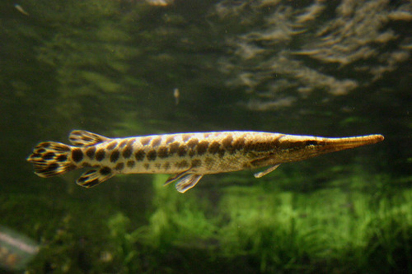 <p>Order Lepisosteiformes;</p><p>Gars;</p><p>-Caudal fin abbreviate heterocercal</p><p>-Diamond-shaped (ganoid) scales completely cover body</p><p>-Jaws long and beaklike</p><p>-Dorsal fin located posteriorly</p><p>-Freshwater; occasionally brackish; very rarely in marine waters</p><p>-2 genera and 7 species</p><p>-4 TN species</p>