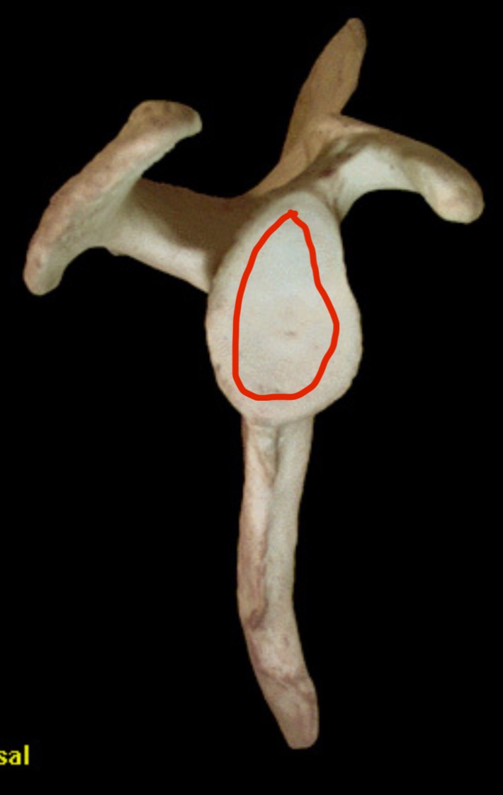 <p>What structure is this?</p>