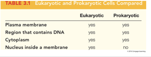 <p>a <strong>plasma membrane</strong> that surrounds the cell made of phospholipid bilayer, a <strong>cytoplasm</strong> the semifluid substance inside the cell&nbsp;</p>