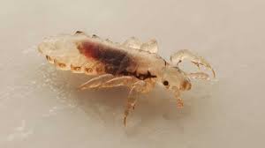 Order of Head lice, bird lice