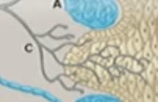 <p>Free Neuron Ending</p>