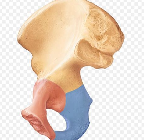 <p><span>What is the blue bone of this pelvis called?</span></p>