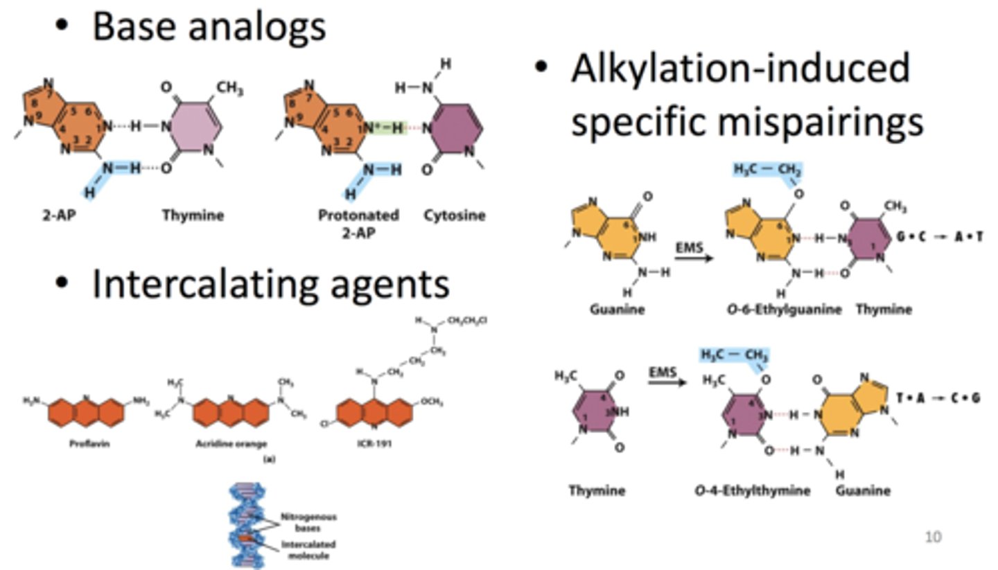 <p><b>mutagenesis</b><br>- <b>base analogs:</b> look similar to normal nucleotide bases but have slight differences<br>-- differences allow for different types of base pairing (ex. protonated vs non-protonated 2AP)<br>-- AT =&gt; GC or GC =&gt; AT transition<br>-- ex. 2-AP, 5-BU<br>- <b>intercalating agents:</b> ring structures model planar part of nucleotide bases; insert between stacked bases in a DNA molecule<br>-- cause insertion or deletion of nucleotides (frameshift)<br>-- ex. proflavin, acridine orange, ICR-191<br>- <b>alkylation-induced specific mispairings:</b> alkylation of nucleotide base prevents base from base pairing normally<br>-- O-6-ethylguanine pairs with thymine (GC =&gt; AT transition)<br>-- O-4-ethylthymine pairs with guanine (TA =&gt; CG transition)<br>- <b>hydroxylamine:</b> base modifier<br>-- GC =&gt; AT transition</p>