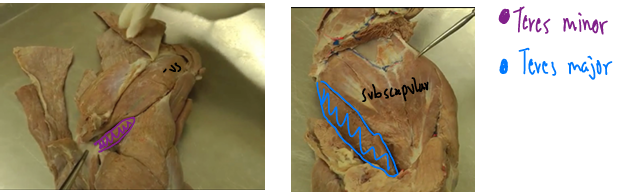 <p><span>Shoulder Region</span></p>