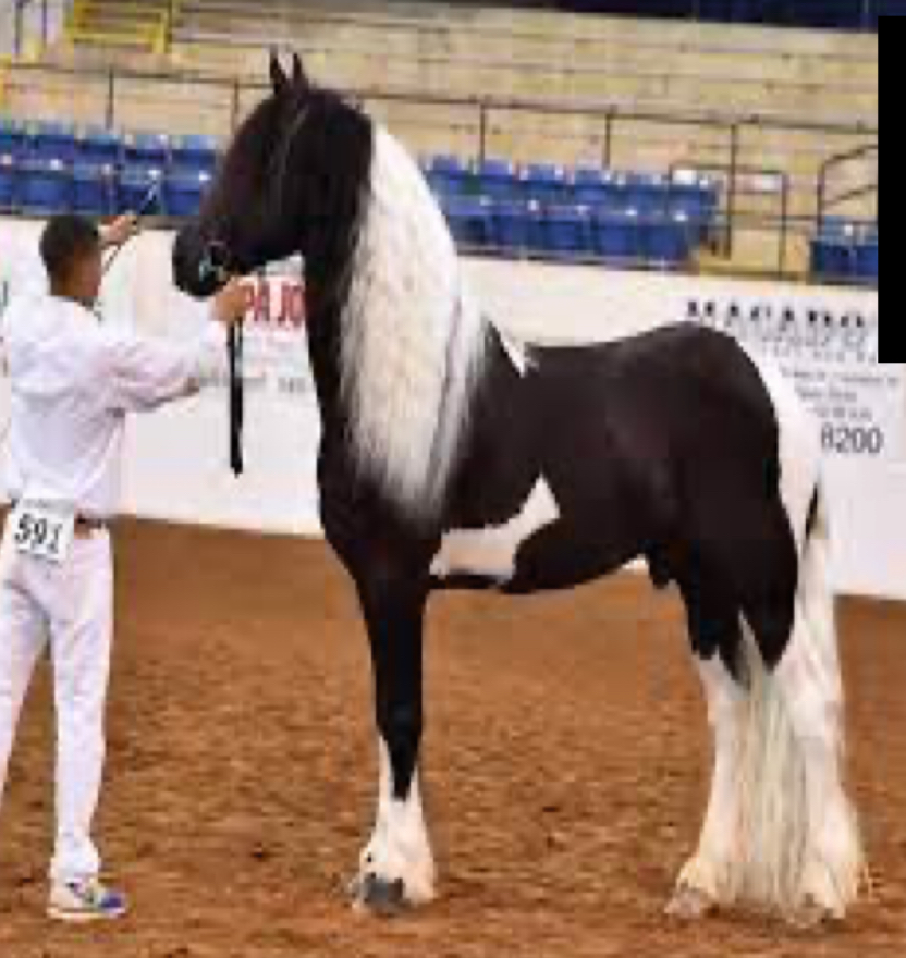 <p>Any breed of horse that has white coat coloration along with a base color.</p>