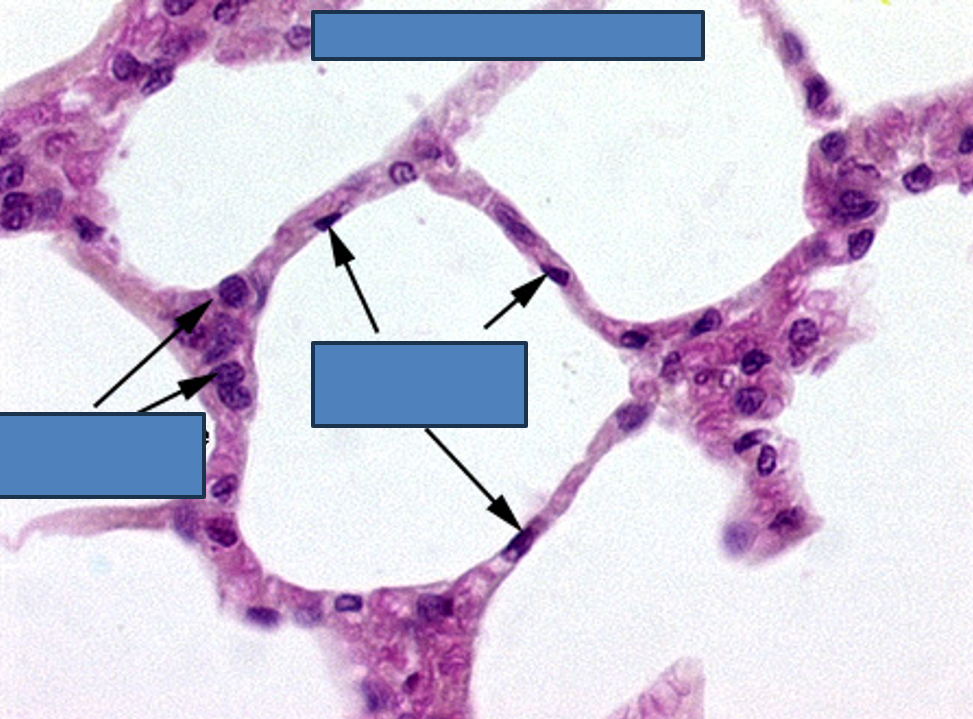 <p>Identify this structure</p>