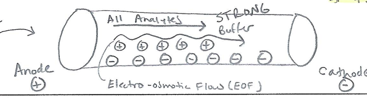 <ol><li><p>FAST separation of analytes</p></li><li><p>Electro-osmotic flow (EOF)</p></li><li><p>Hgb separation</p></li></ol><p></p>