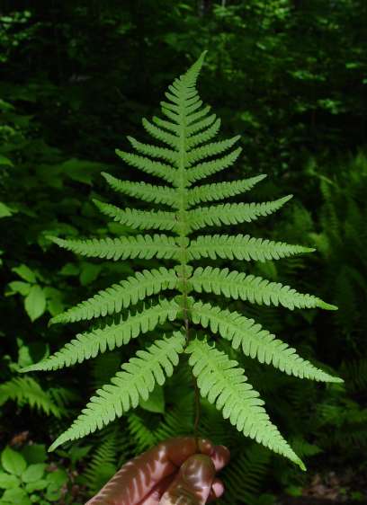 <p><em>Phegopteris connectilis</em></p>