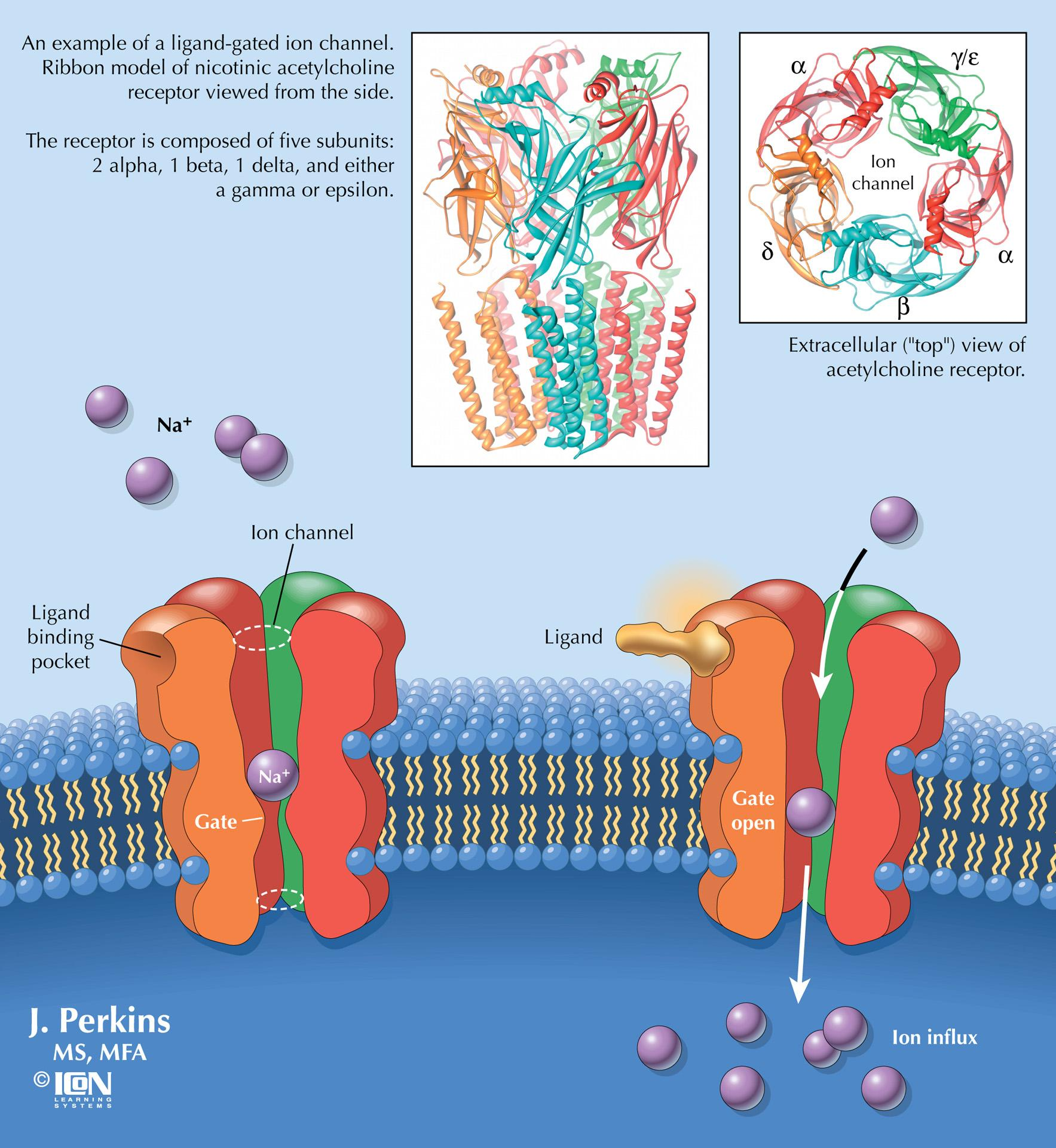 <p>Gated Ion Channels = Channel proteins that open in response to chemical (neurotransmitter) or electrical signals</p><p>Ex. Nicotinic Acetylcholine Receptors<br>Opens when acetylcholine or nicotine binds to it. When acetylcholine binds, it allows <strong>Na⁺ and Ca²⁺ ions to flow into muscle cells, triggering muscle contraction. </strong>When nicotine binds, it allows Na⁺ and Ca²⁺ ions to flow, leading to neural activation that can impact brain function, mood, and addiction pathways.</p>