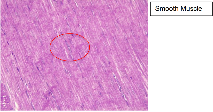 <p>Chacteristics: Central nuclei and no striations</p><p>Function: Involuntary movement</p><p>Location: Smooth muscle and digestive tract</p>