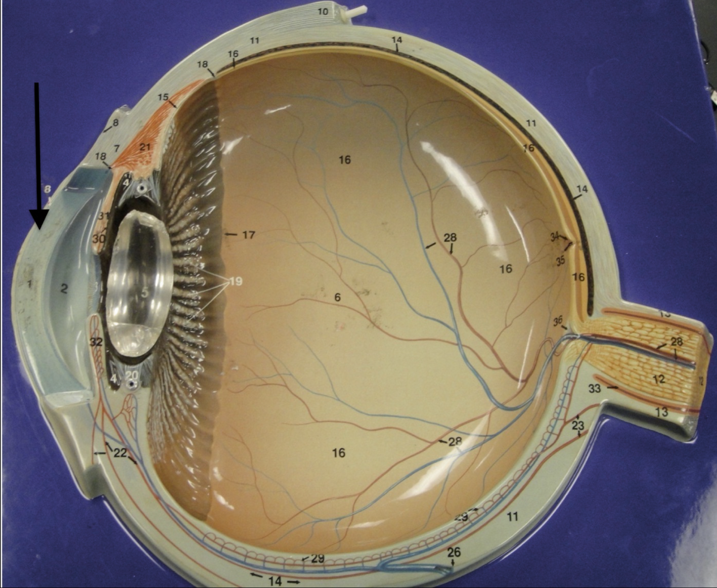 <p>identify this layer of the eye</p>