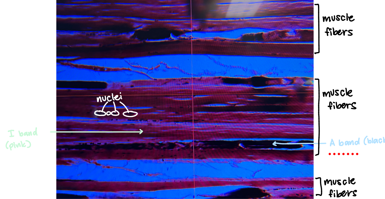 <ul><li><p>muscle fibers: thick lines of pink</p></li><li><p>A band: black</p></li><li><p>I band: pink</p></li><li><p>nuclei: black dots</p></li></ul><p></p>