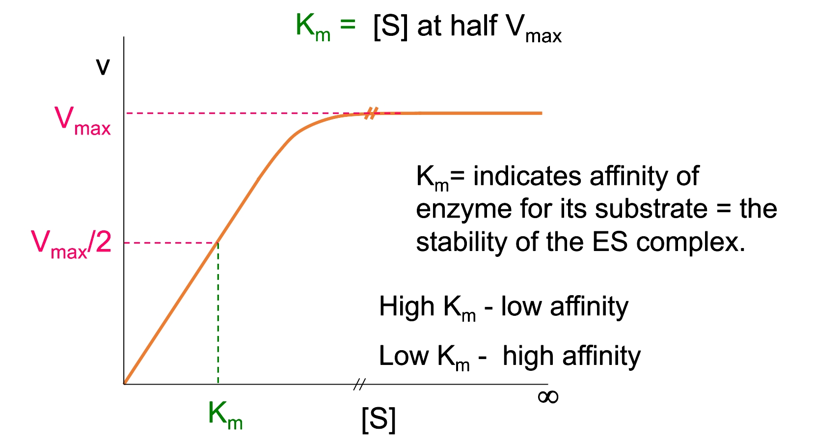 <p>Curve indicates saturation of enzymes with substrates</p>
