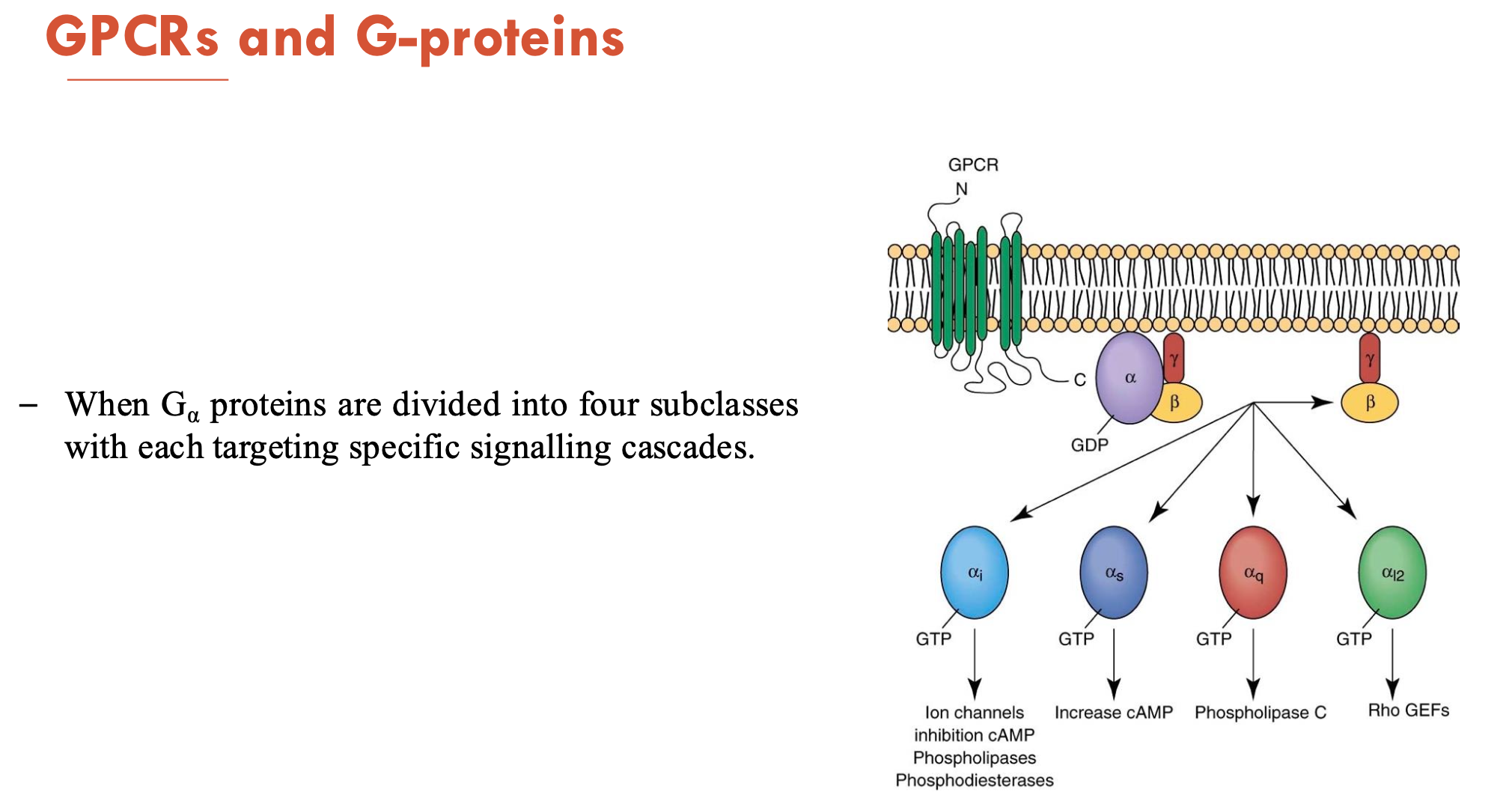 <ol><li><p>α<sub>i</sub> → targets ion channels, adenylyl cyclase (→ inhibits cAMP), phospholipases, phosphodiesterases</p></li><li><p>α<sub>s </sub>→ targets adenylyl cyclase (→ increase cAMP → activates PKA)</p></li><li><p>α<sub>q</sub> → phospholipase C (→ cleaves PIP2 → forms IP3)</p></li><li><p>α<sub>I2</sub> → Rho GEFs (→ activate RhoA)</p></li></ol><p></p>