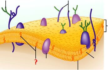 Lipid that is an important component of cell-surface membranes because it adds strength. Excess in the blood can lead to atheroma.
