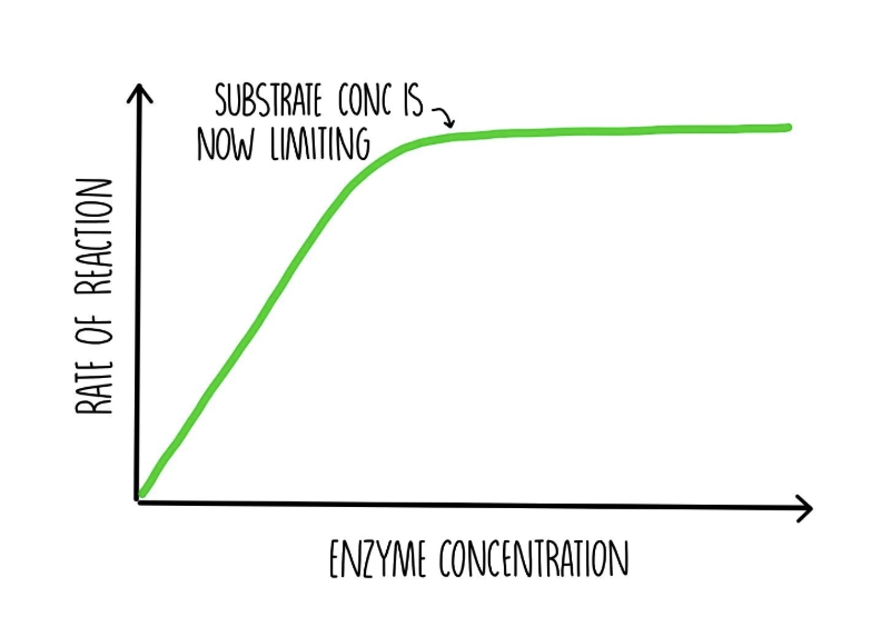 <p>an increase in enzyme conc. increases the rate of reaction, because more active sites are available to bind to substrate molecules (increased frequency of collisions).</p><p></p><p>after a certain point, the rate of reaction doesn’t increase, as the enzyme conc. is no longer a <strong>limiting</strong> <strong>factor</strong>.</p>